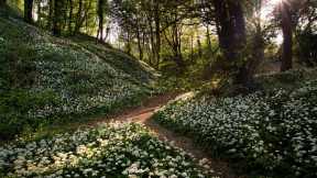 The Isle of Wight Garlic Festival