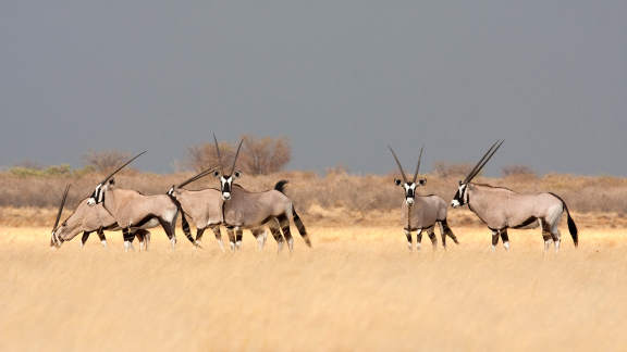 A group of Southern gemsbok in the savannah, Botswana, USA