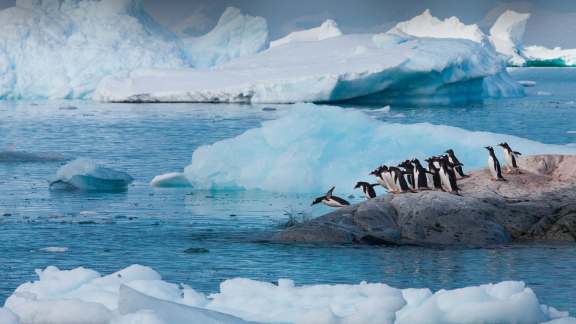 Pingüinos papúa, Antártida