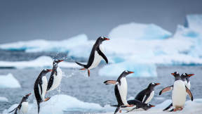 Penguins can t fly!