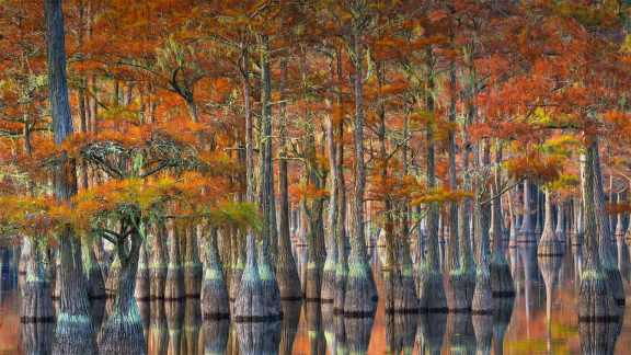 Leaf-peeping Southern style