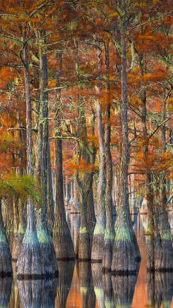 Bald cypress trees in Georgia