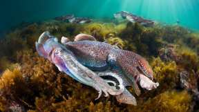 Group of giant cuttlefish, Whyalla, South Australia
