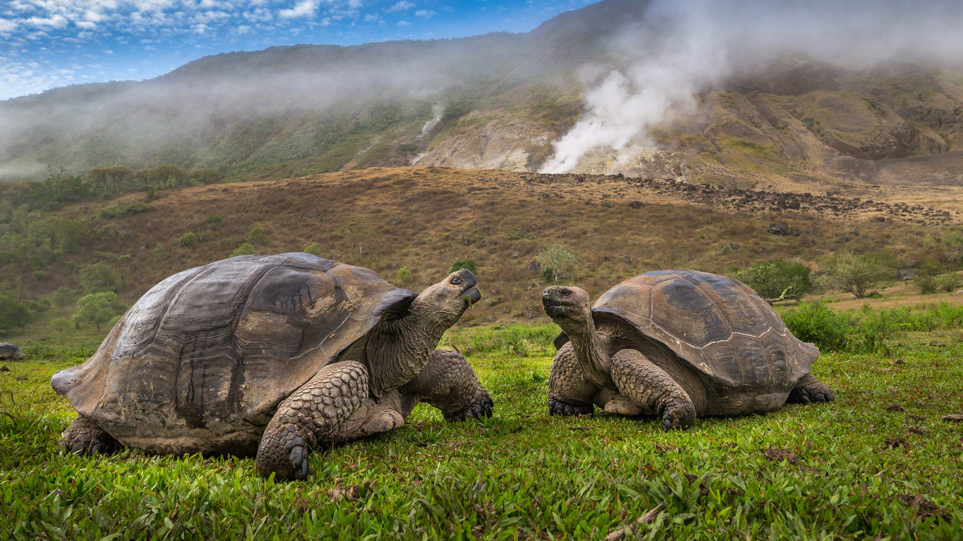 Volcán Alcedo giant tortoises