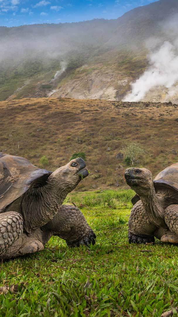 Volcan Alcedo Giant Tortoise #4 iPhone 15 Pro Max Case by Tui De Roy -  Animals and Earth - Website