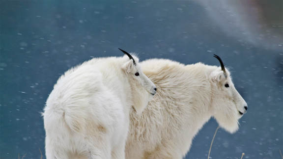 Un animale mosso dalla curiosità