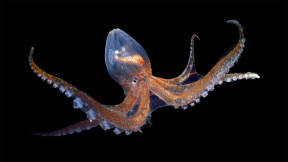 See-through cephalopod