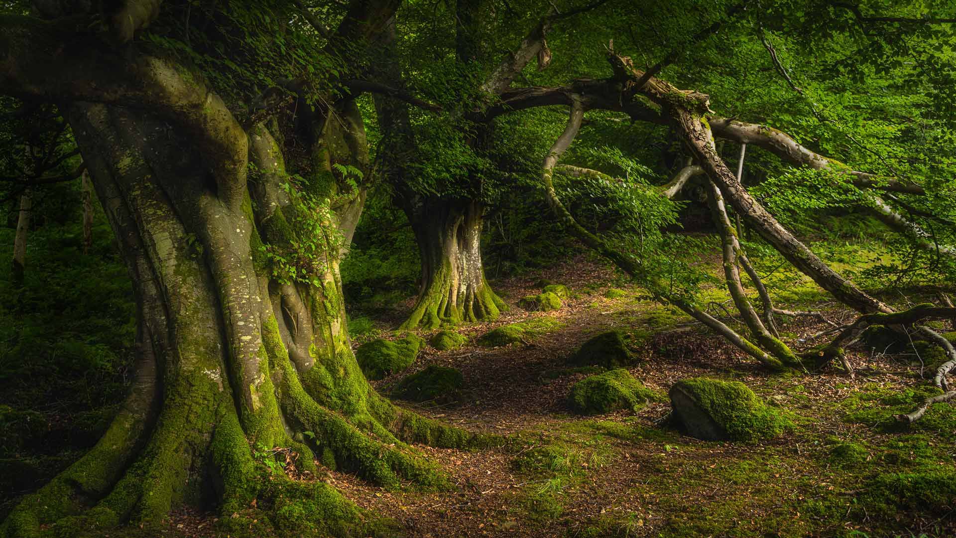 Bing HD Wallpaper Sep 06, 2024: Passeando por um bosque encantado ...