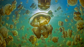 Golden jellyfish in Jellyfish Lake, Palau
