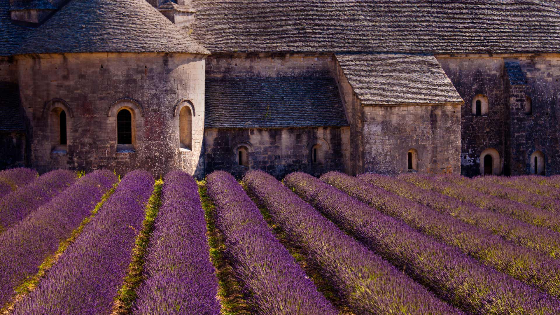 Provence blooms with lavender at Sénanque Abbey
