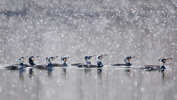 What are these beautiful birds?