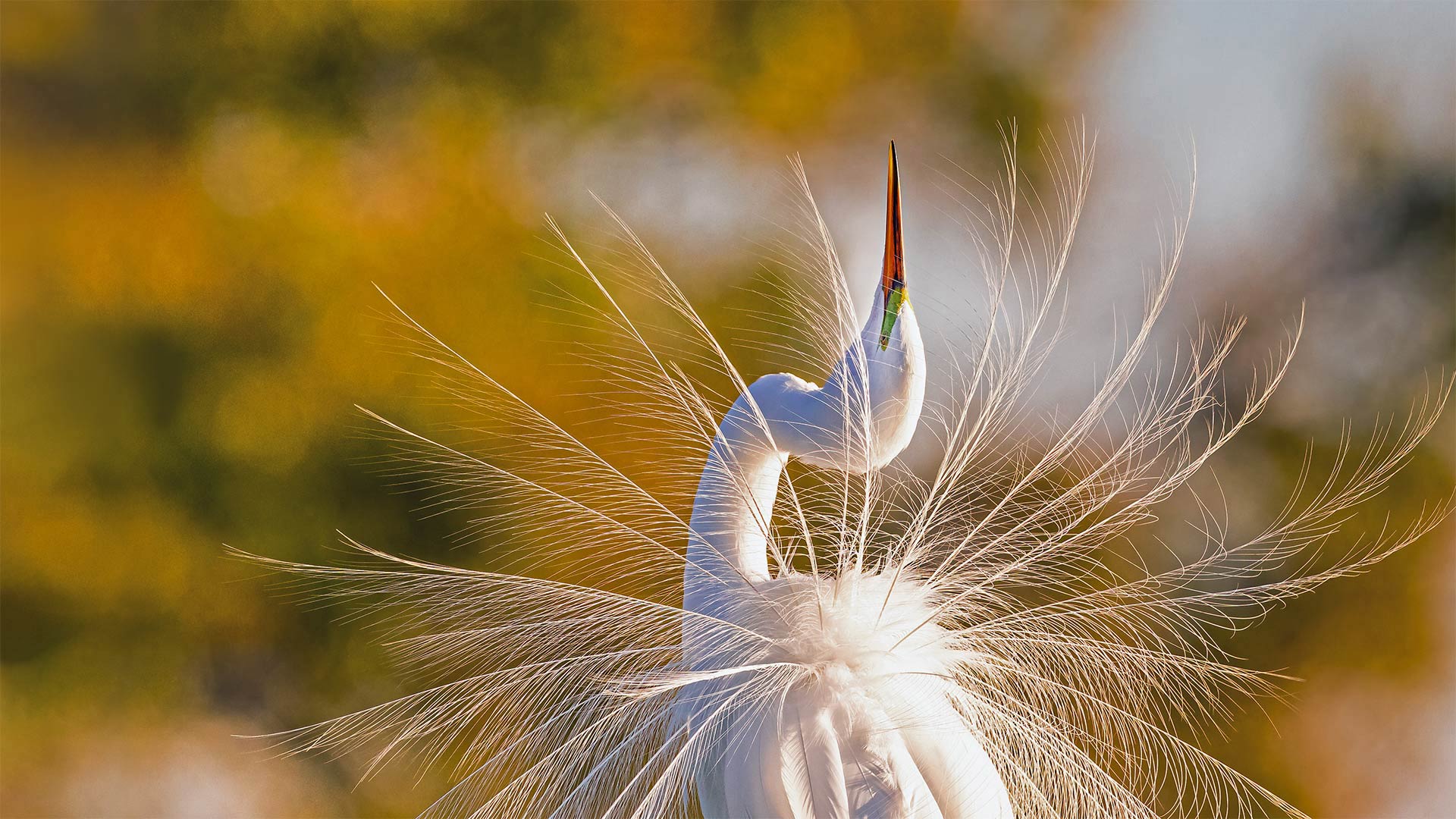 Un po’ di stretching nelle Everglades