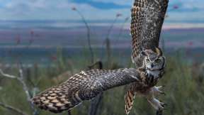 Great horned owl