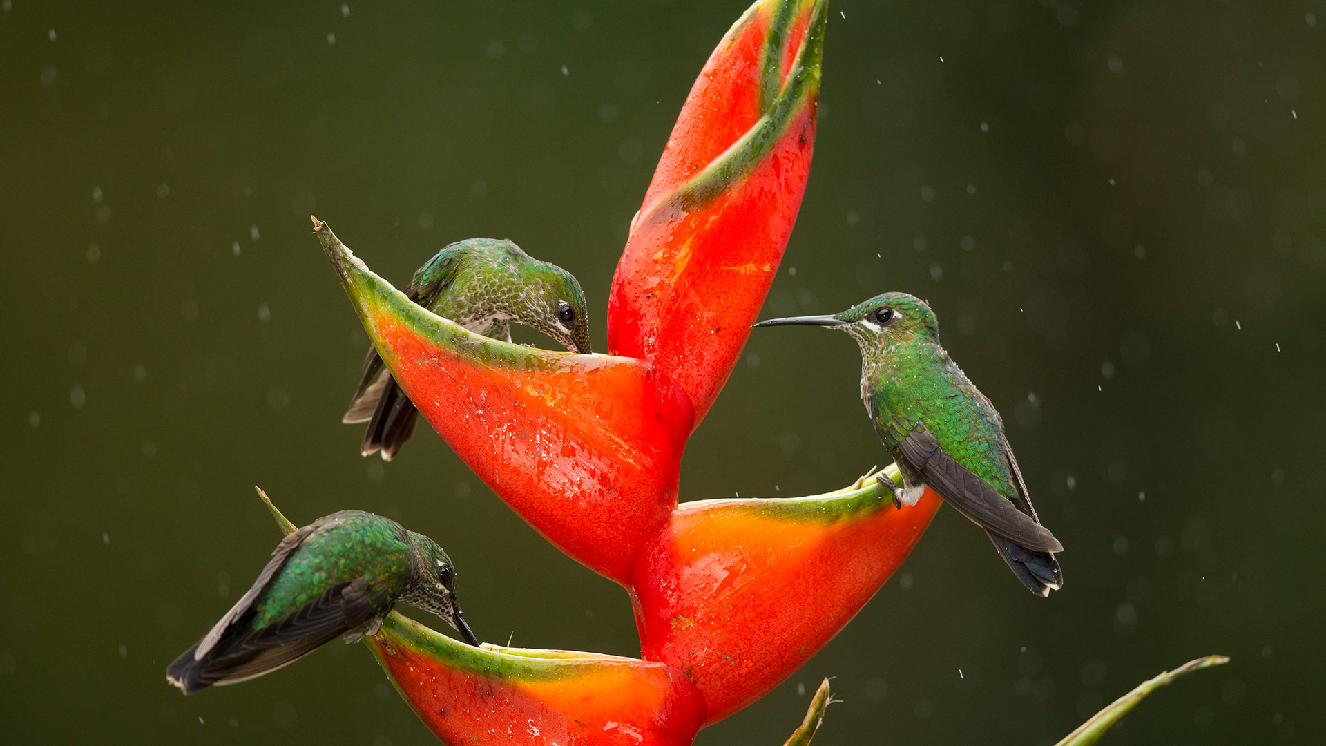 Green-crowned brilliant hummingbirds in Costa Rica