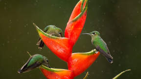 National Hummingbird Day
