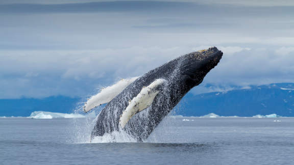 Baleine à bosse, Groenland