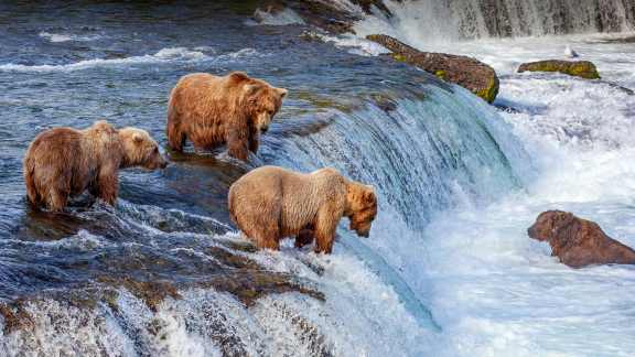 Grizzly bears, Katmai National Park, Alaska, USA
