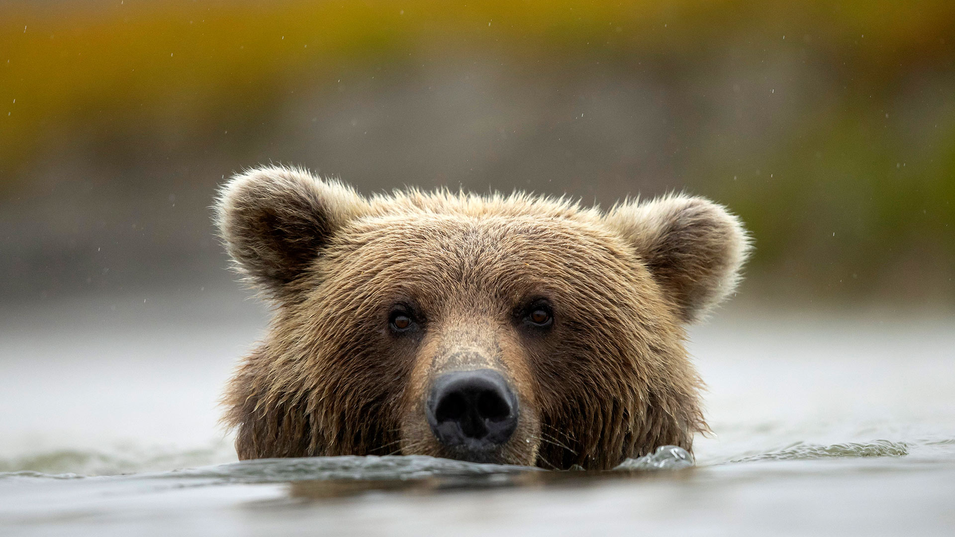 Braunb&auml;r, Lake Clark National Park and Preserve, Alaska, USA