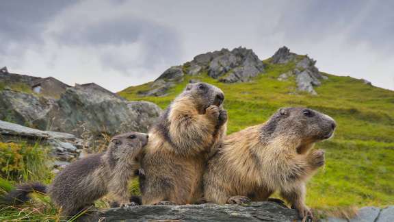 C’est le jour de la marmotte !