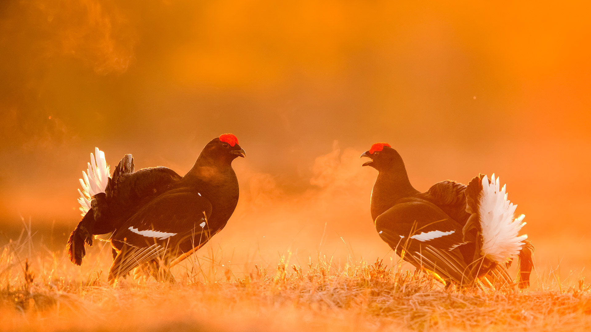 Black grouse males, Estonia