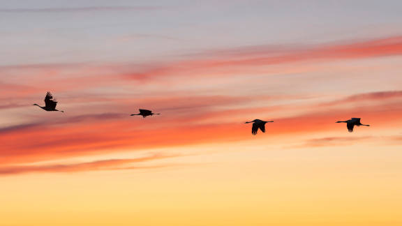 EuroBirdwatch