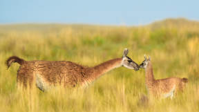 Guanaco mother and baby