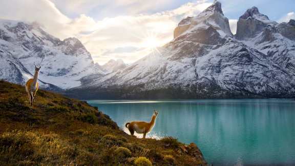 Llama Day
