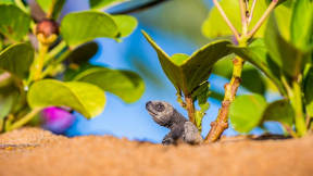 Tortue olivâtre, Cayenne