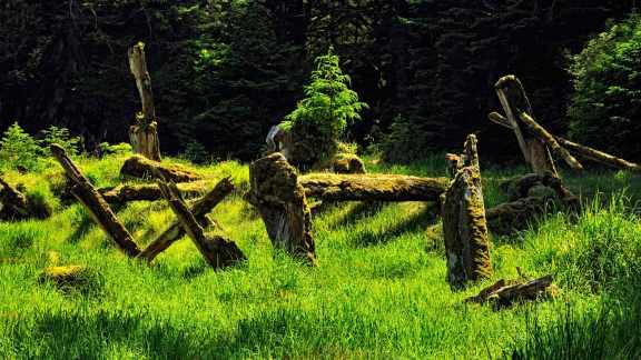 Among the cedar and spruce