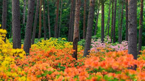 Explosion de rhododendrons