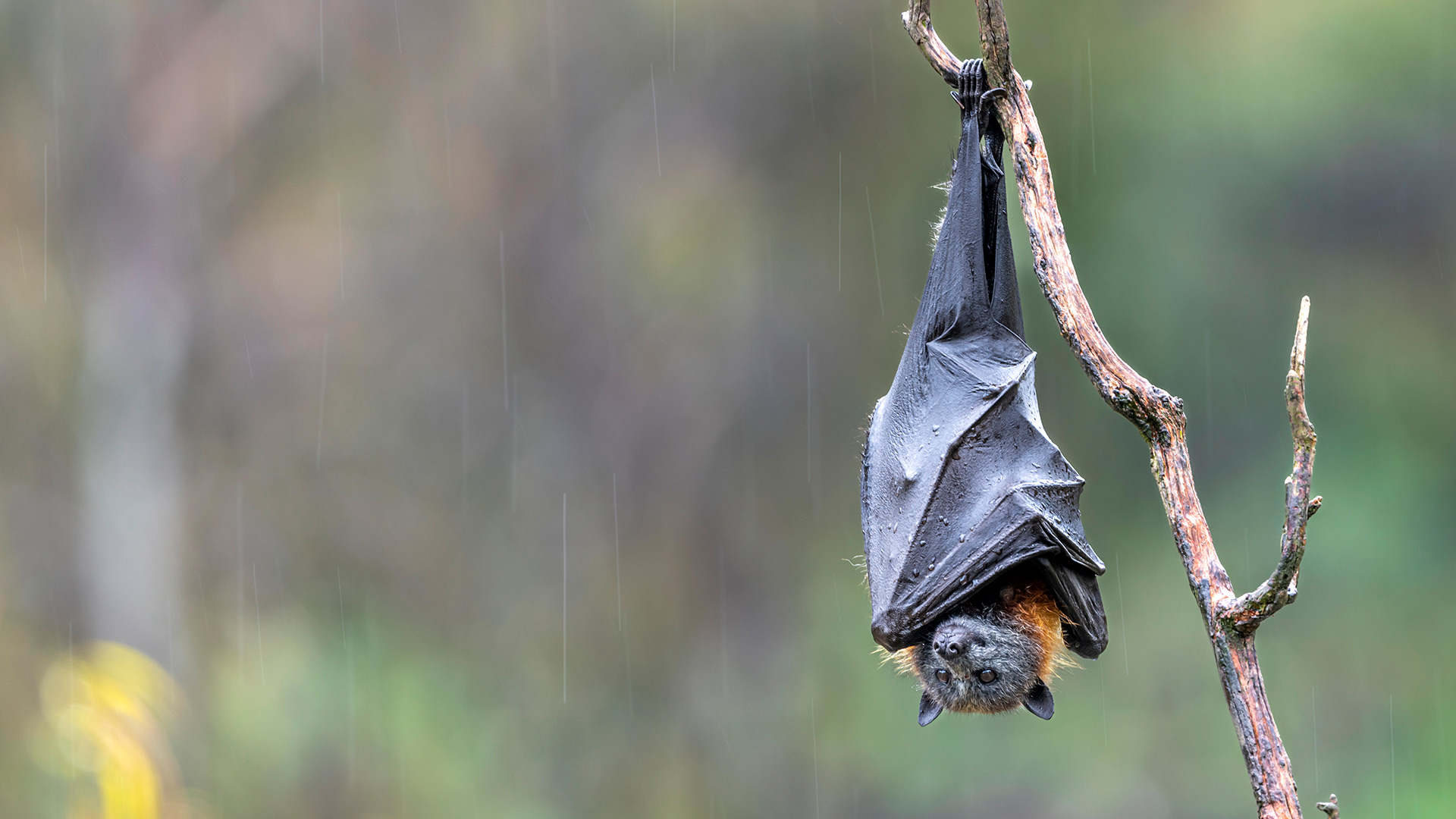 Bat Week