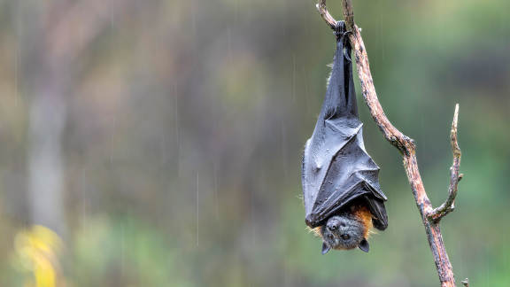 Bat Week