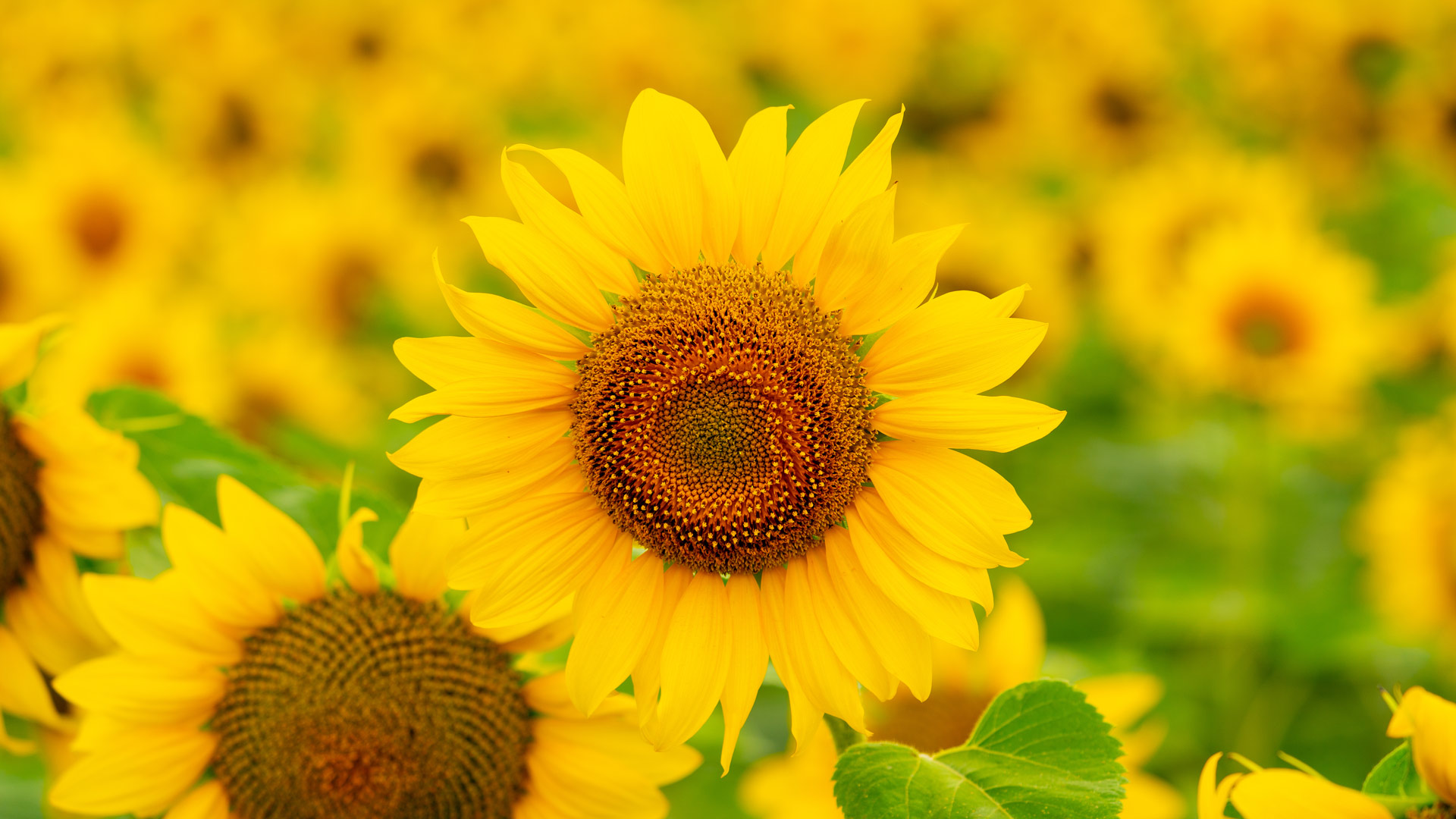 Alô, amarelo!