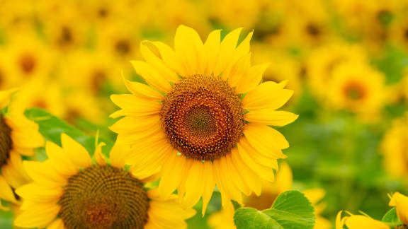 Blooming sunflowers