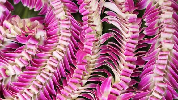 Guirnaldas de flores de lei hawaianas