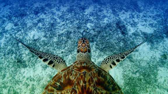 La tortue marine, doyenne des océans
