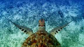 Shell-ebrating sea turtles