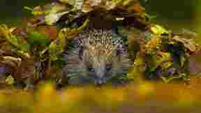 European hedgehog in Sussex, England