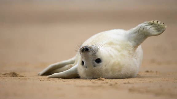 Cría de foca gris en la playa de Norfolk, Inglaterra