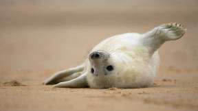 Gray seal pup, Norfolk, England
