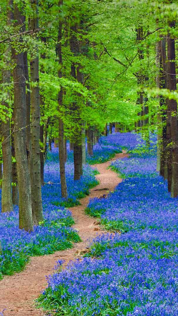 Bluebells in Hertfordshire, England