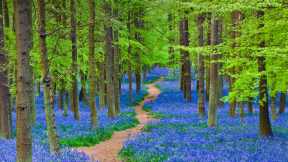 Bluebells in Hertfordshire, England