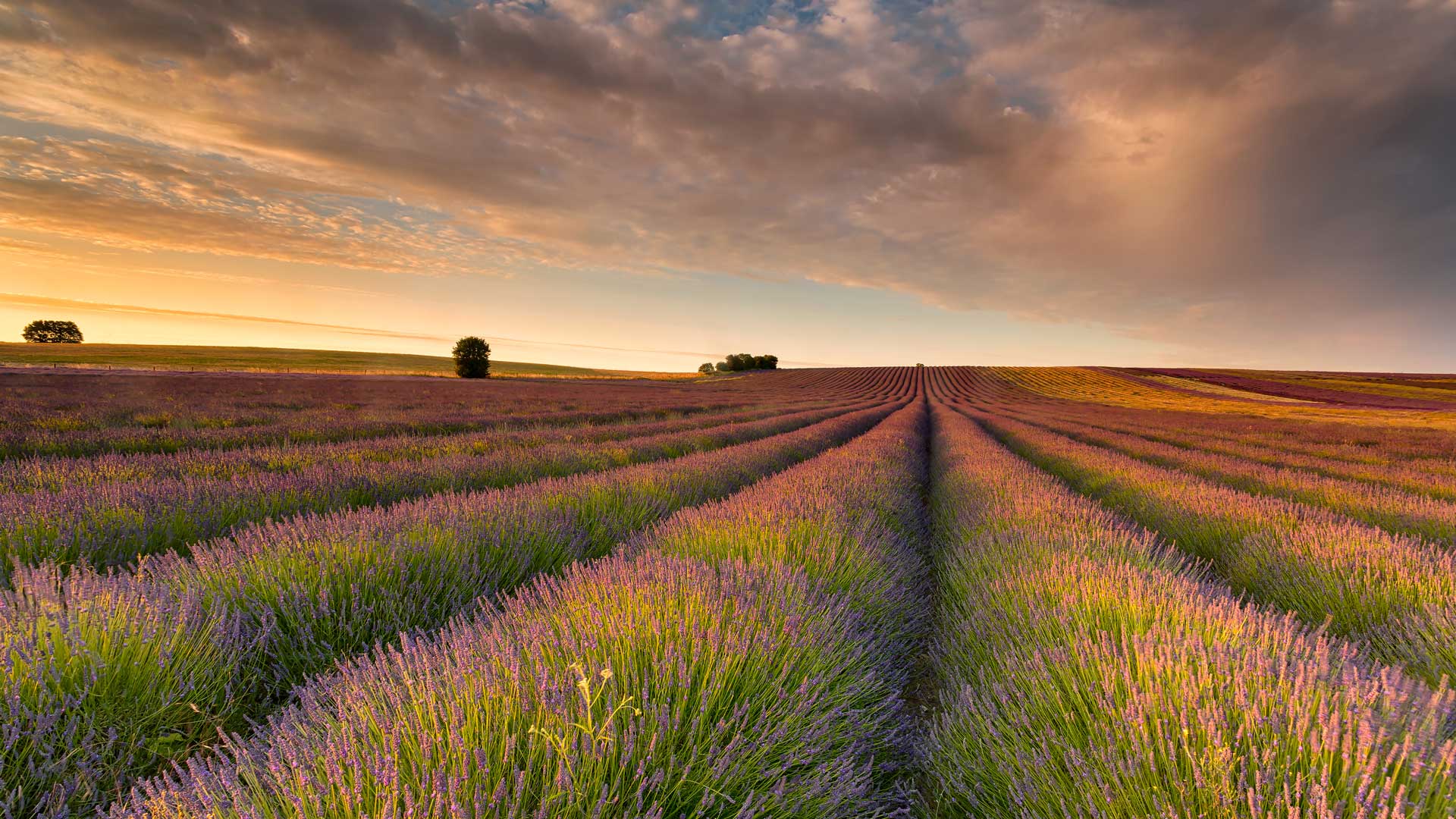 Bing image: Lavender field, Hertfordshire, England - Bing Wallpaper Gallery