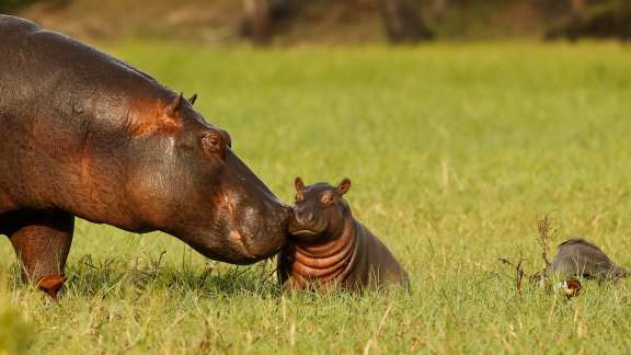 World Hippo Day, a giant celebration
