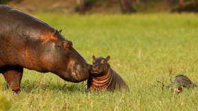 Journée mondiale de l’hippopotame