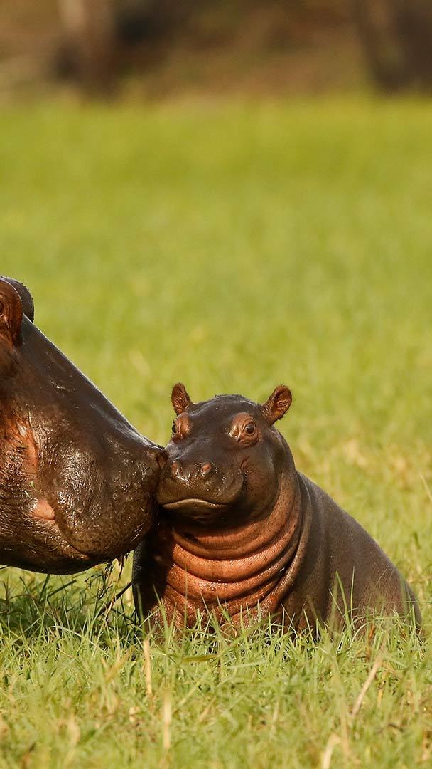 Bing HD Wallpaper Feb 15, 2023: Hippo family in Chobe National Park,  Botswana - Bing Wallpaper Gallery
