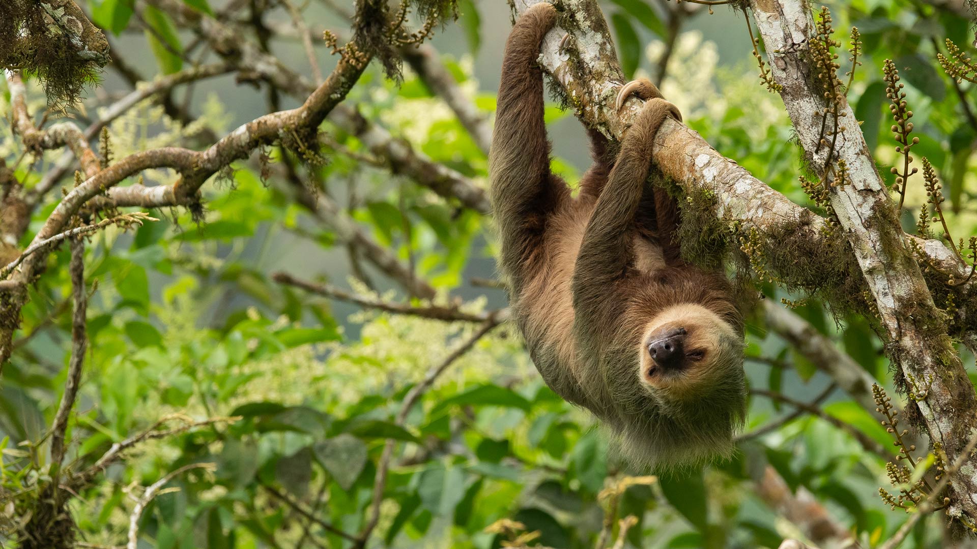Hoffmanns two-toed sloth, Ecuador