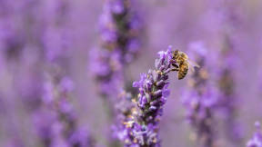 World Bee Day