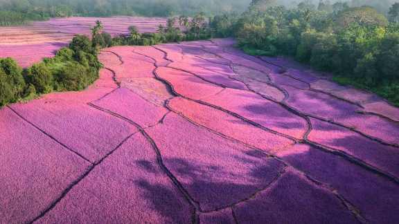 Purple bliss as far as the eye can see