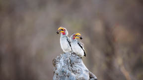 World Wildlife Day
